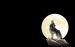 Wallpaper Wolf-Moon 1920x1200 v1.jpg